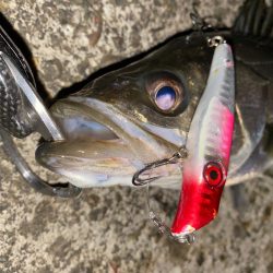 めちゃくちゃ久々のシーバスくん！