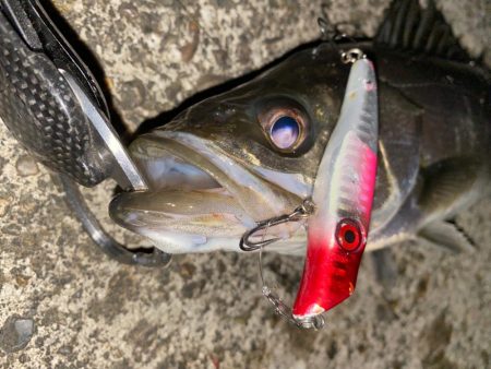 めちゃくちゃ久々のシーバスくん！