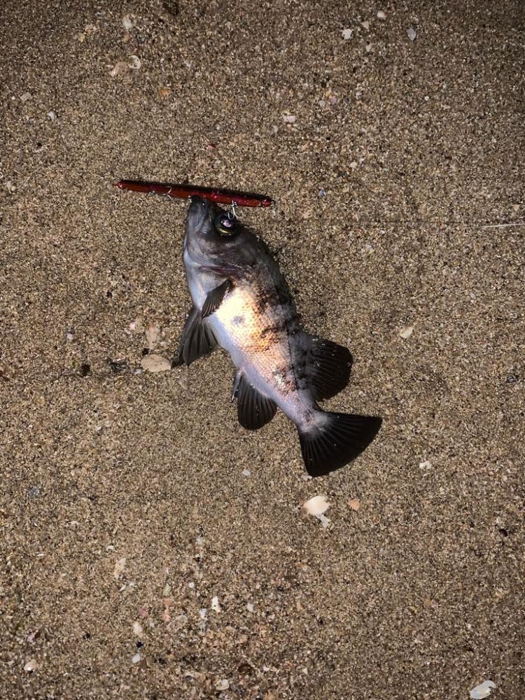 フィールはメバルプラグ説