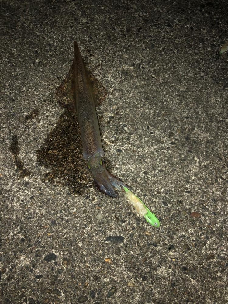 【4度目越前】なんとか2杯