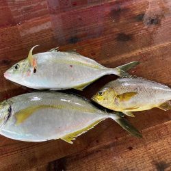 海上釣堀で誘って真鯛