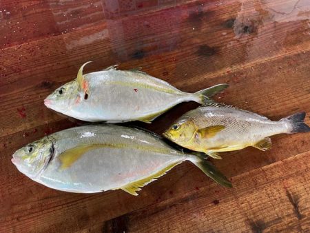 海上釣堀で誘って真鯛