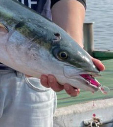 ルアー丸呑みブリ！！