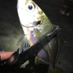 ユウマヅメアジングは