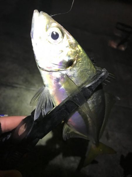 ユウマヅメアジングは