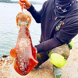 アオリイカ2キロ捕獲