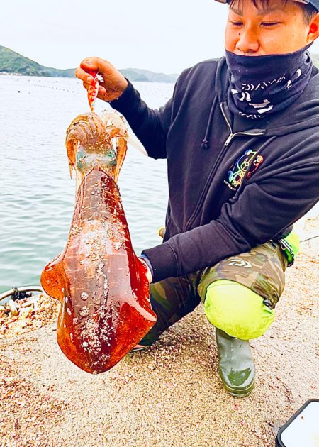 アオリイカ2キロ捕獲
