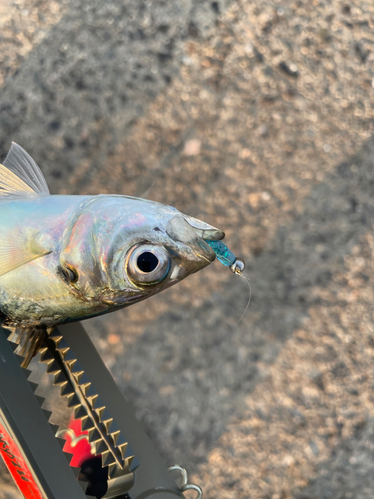 情報から行ってみました