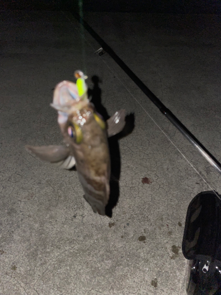 爆風の中メバリング