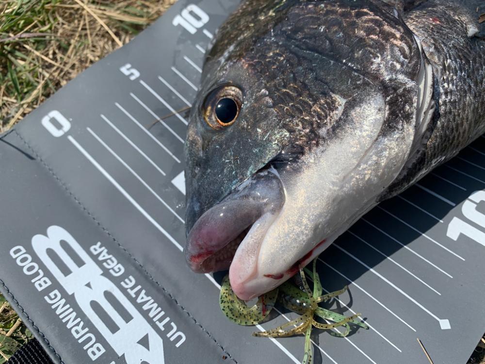 チニングにショアジギに最高な1日。