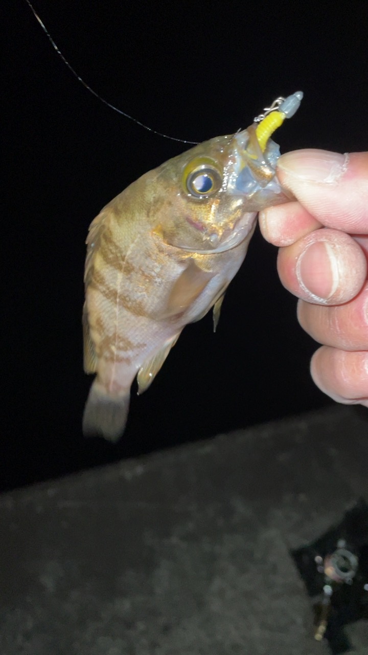 癒やしの釣り♪