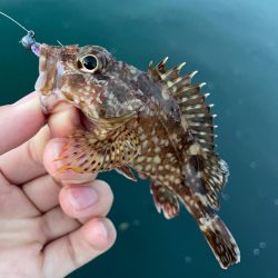 尺まであと少し、、、