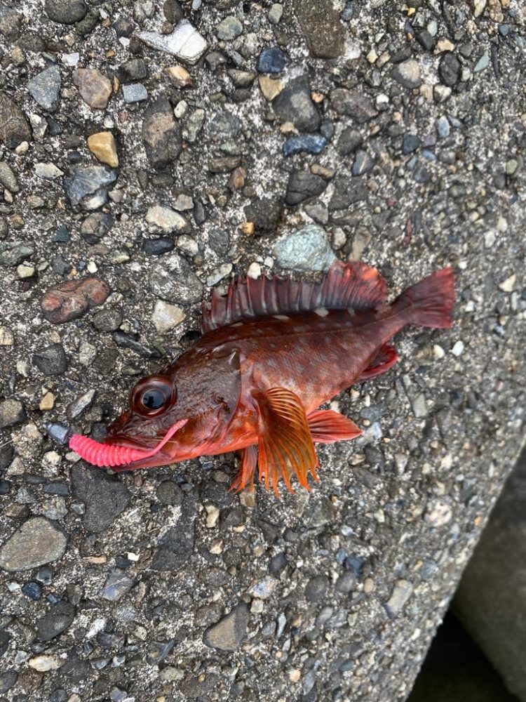 メバルガシラわんさか