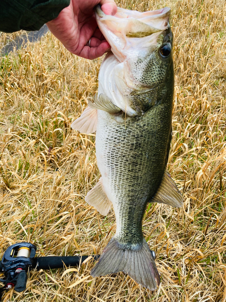 初バスは50up！！