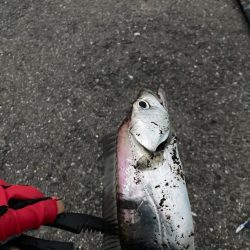 切れてる太刀魚