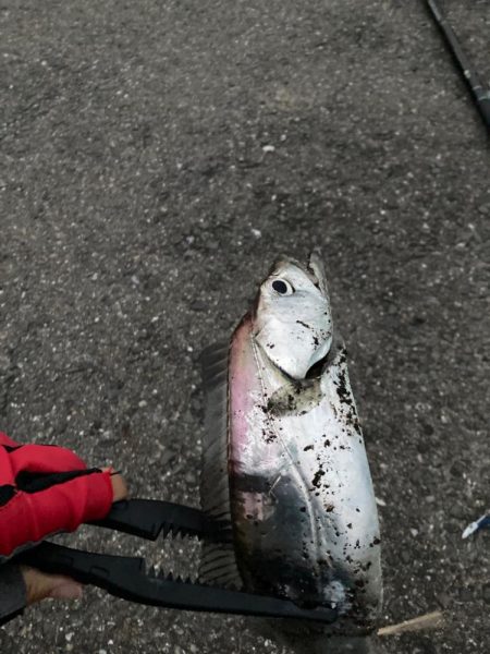 切れてる太刀魚