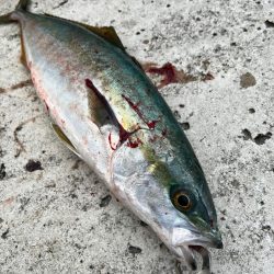 メジロ51センチ！