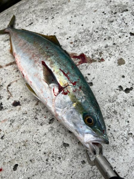 メジロ51センチ！