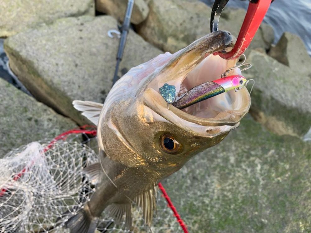 今年初の釣果