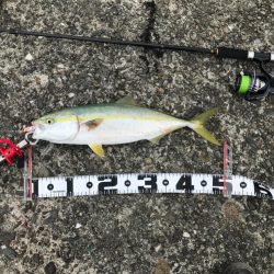 ハマチ爆釣❗️