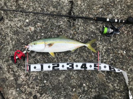 ハマチ爆釣❗️