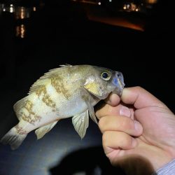 メバルに混じり