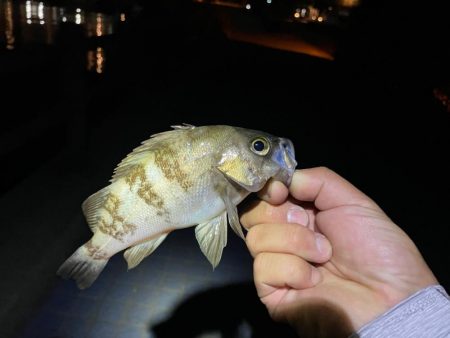 メバルに混じり