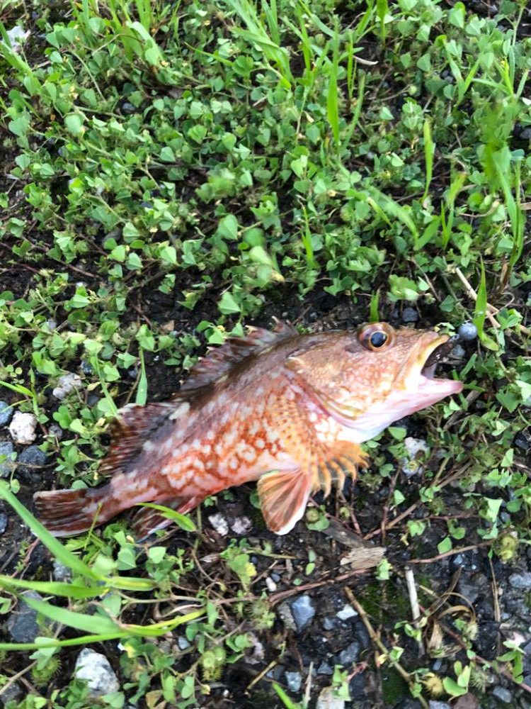 爆風(やばい)アジング