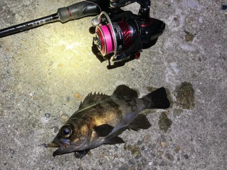 漁港で数釣りメバリング