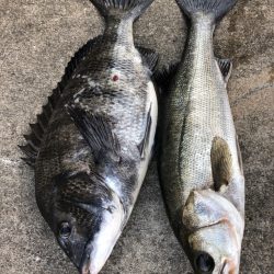 寒の戻りでエビ撒き