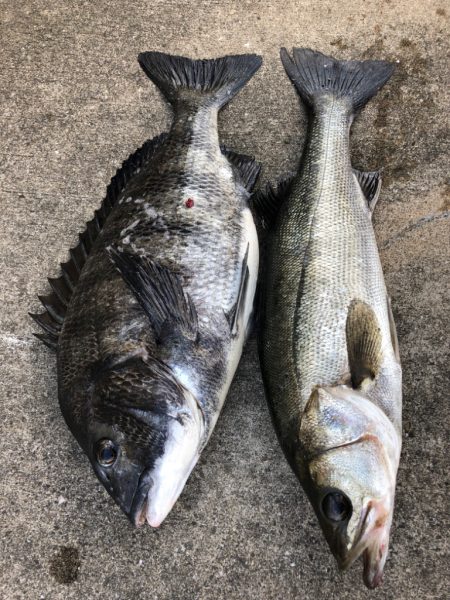 寒の戻りでエビ撒き