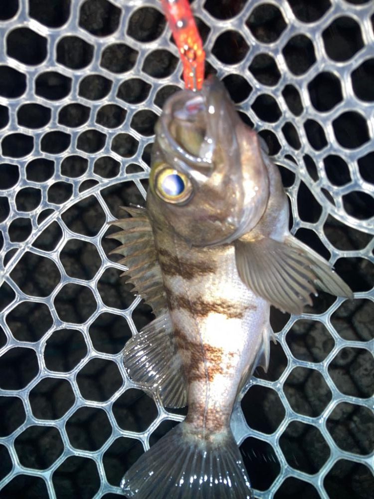 2022ライトゲーム第12戦