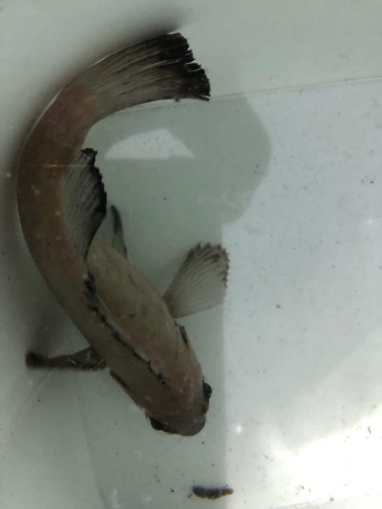 早朝メバリング