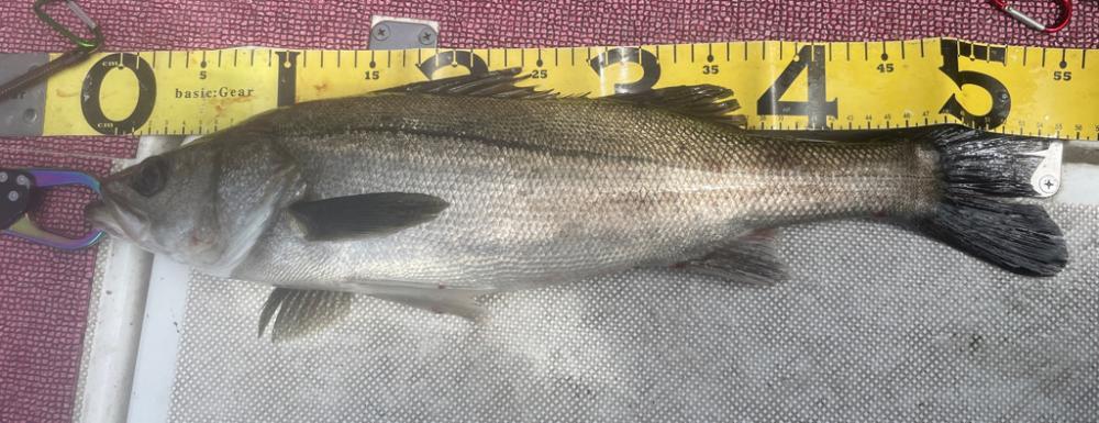 オープンエリアのシーバス