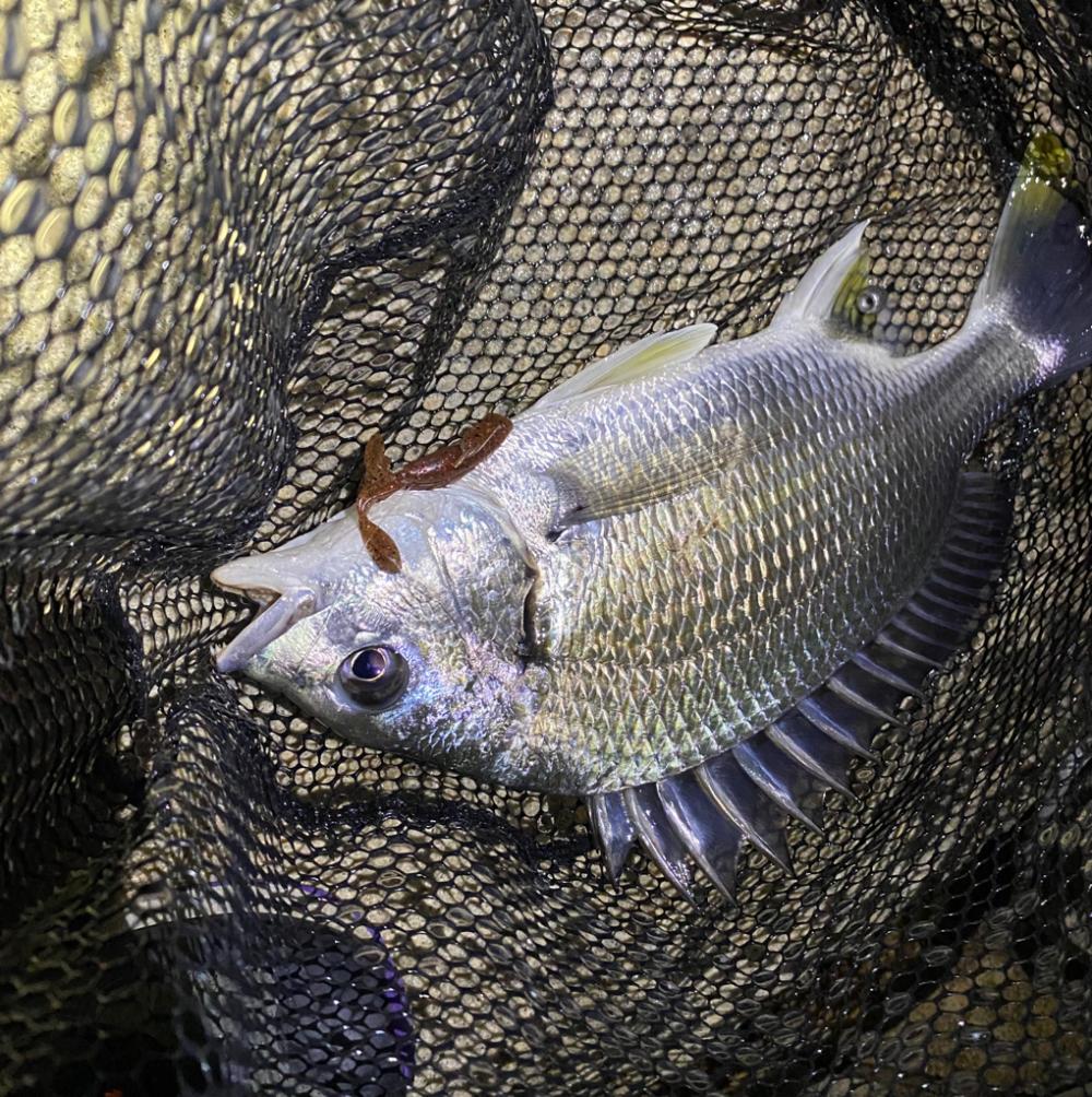 淀川ブリームゲーム