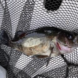 五目釣りになりました