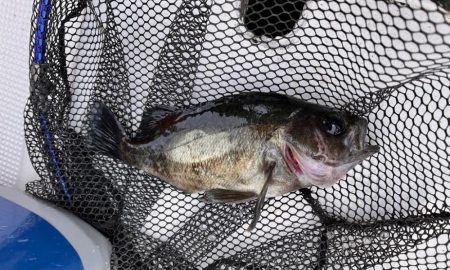 五目釣りになりました