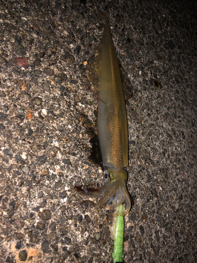 【今季最高記録！】満月×大潮×越前