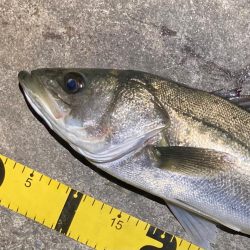 バチ抜けシーバスフィッシング