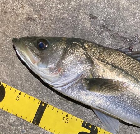 バチ抜けシーバスフィッシング