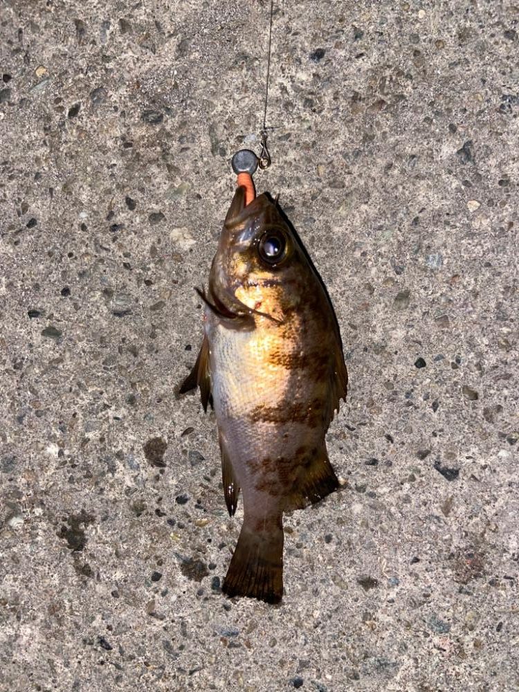 ジグ単メバリング