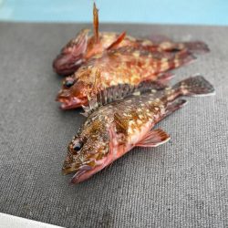 ガチンコフラット&ロック