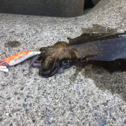 2022初エギング！