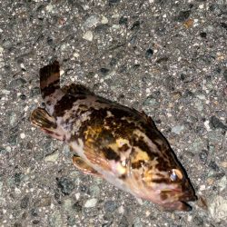 間一髪ボウズのがれ！