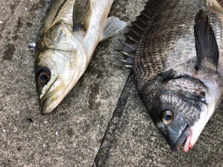 エビ撒き好調！