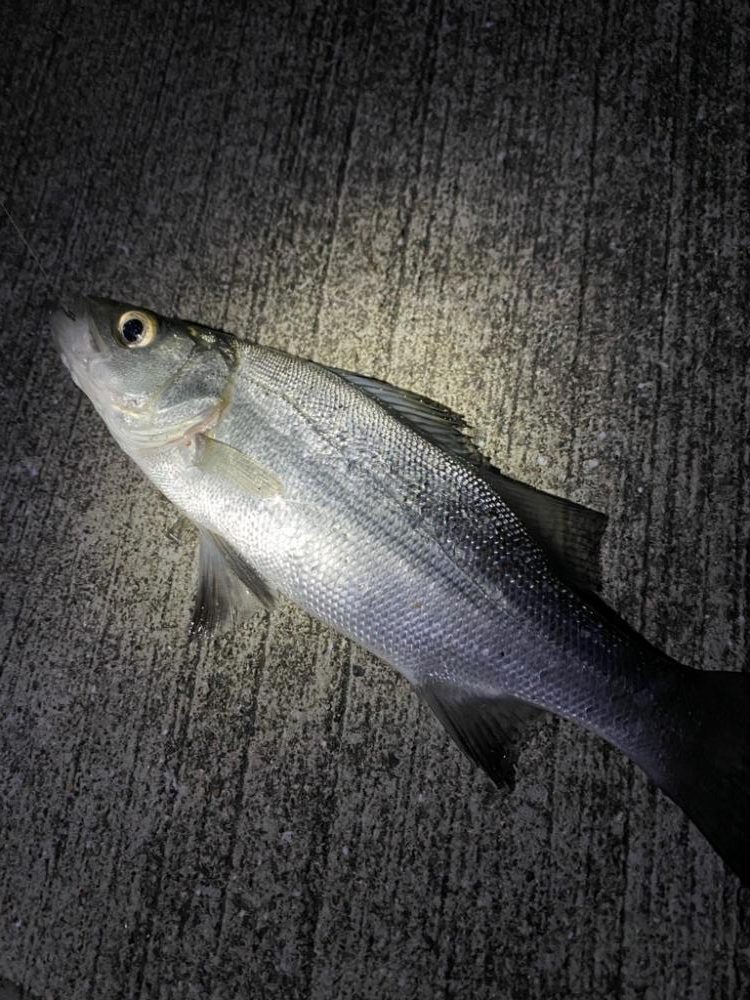 久々にライトゲーム