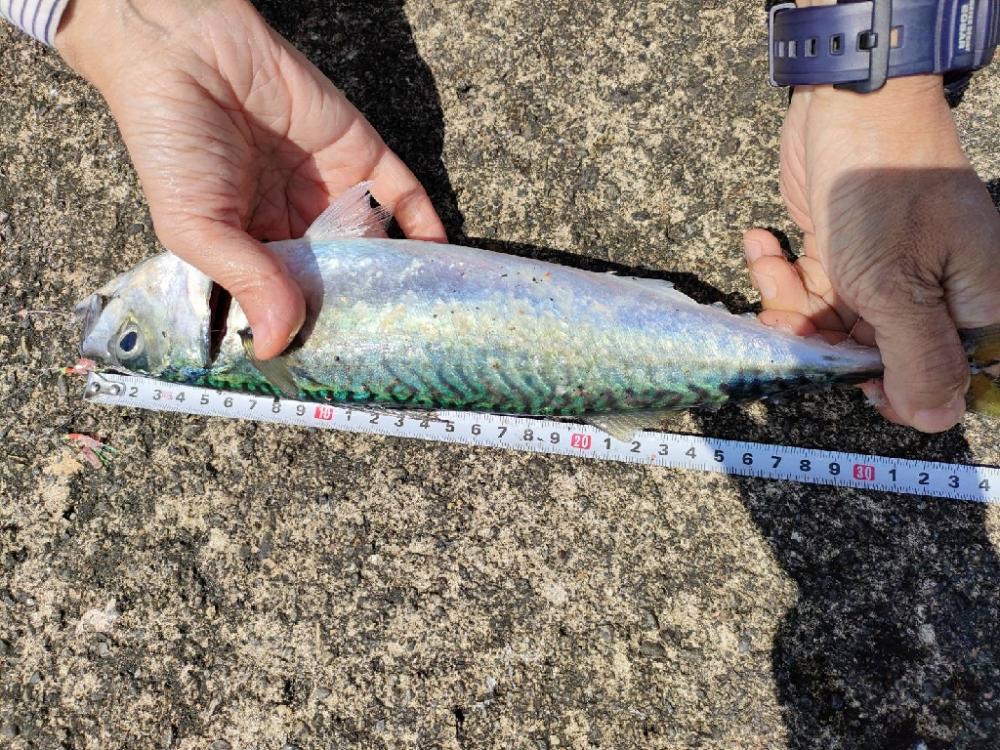 遠投サビキでサバ釣り放題