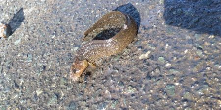 のんびり陸釣行