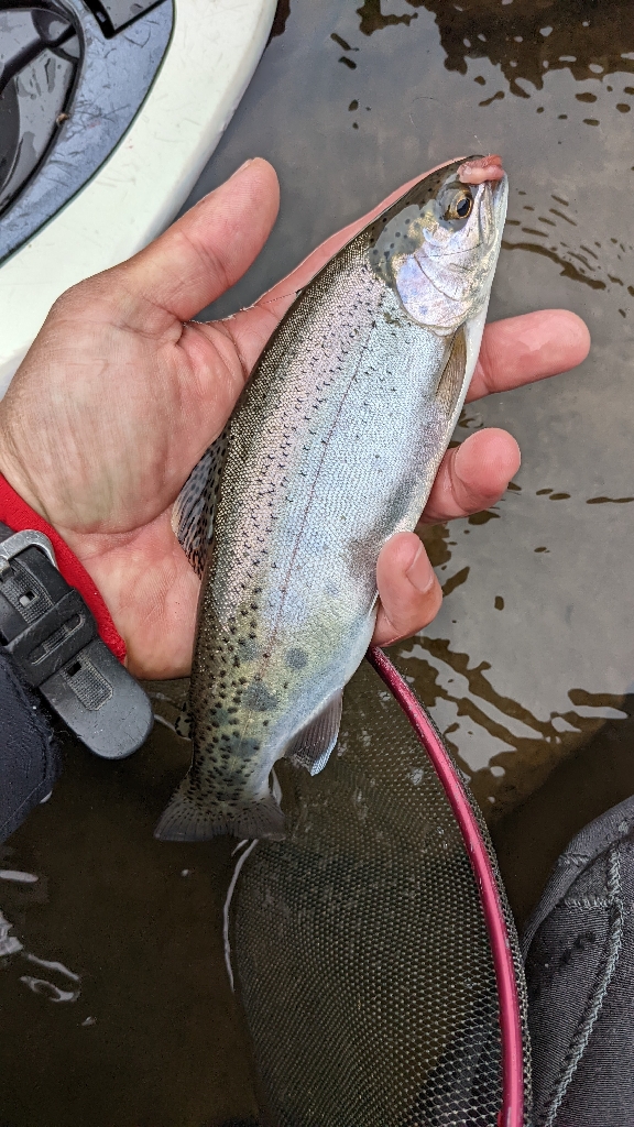 今年初の本流釣り