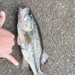 パワーフィネスで小バス